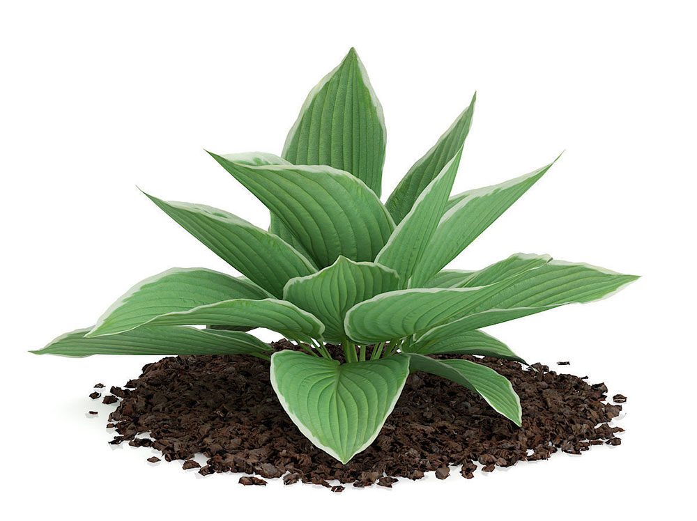 景观植物：金边玉簪C4D模型 Hosta Plant Hosta kiyosumiensis - C4D之家 - hosta-plant-hosta-kiyosumiensis-3d-model-max-obj-fbx-c4d-ma-mb.jpg