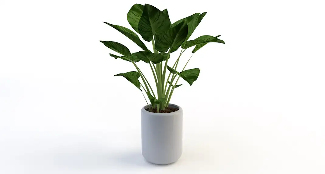 室内装饰植物C4D模型(01) Interior plants 3d model