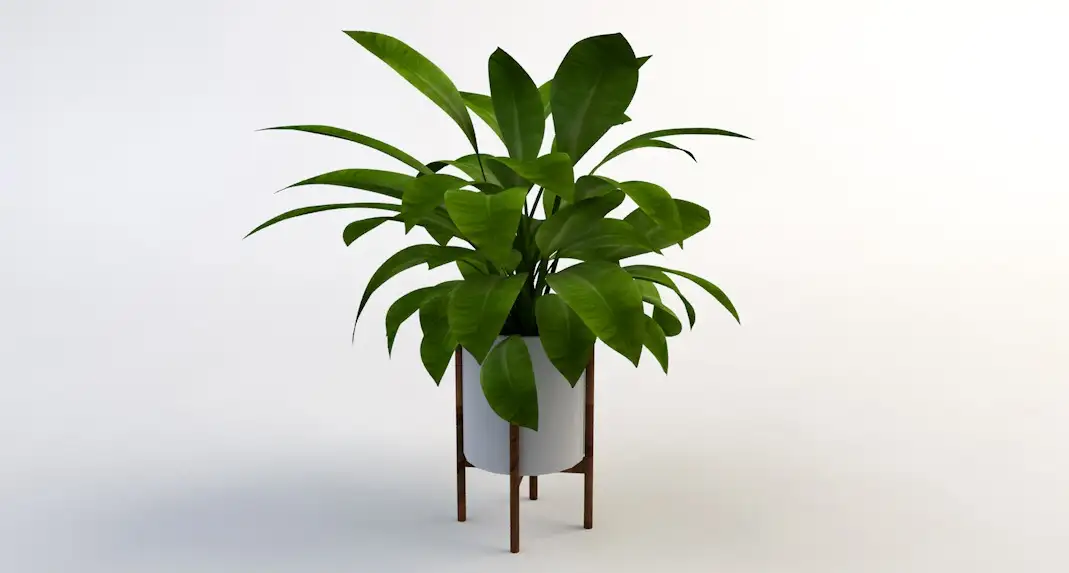 室内装饰植物C4D模型(14) Interior plants 3d model