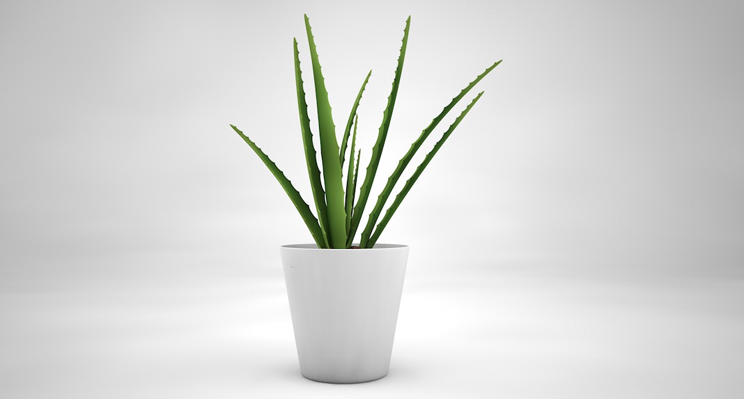 室内装饰植物-芦荟C4D模型(19) Interior plants 3d model