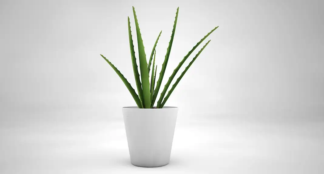 室内装饰植物-芦荟C4D模型(19) Interior plants 3d model