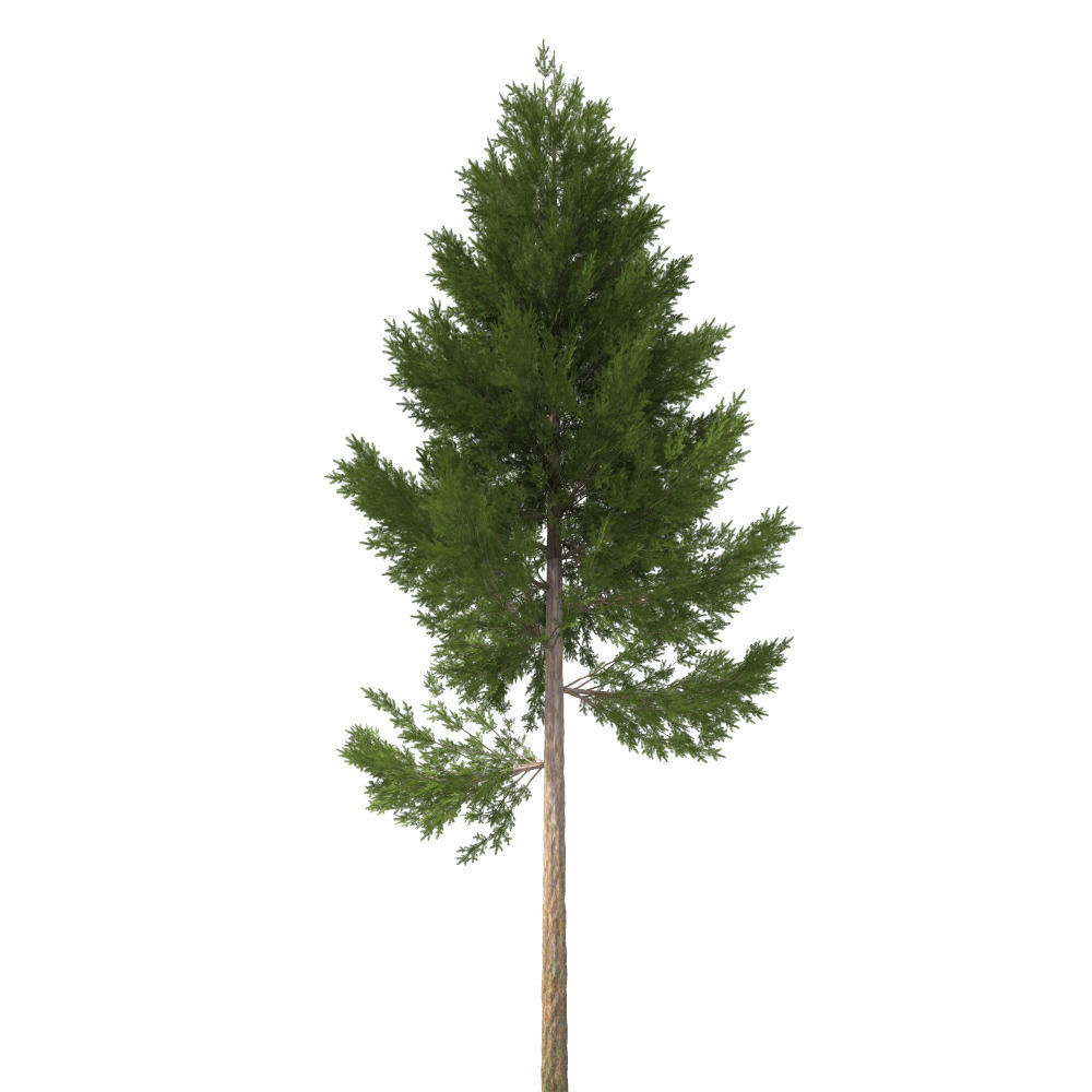 城市绿化树木松树C4D模型 pine tree 3d model - C4D之家 - pine-tree-22-m-3d-model-obj-3ds-fbx-3dm-dwg.jpg
