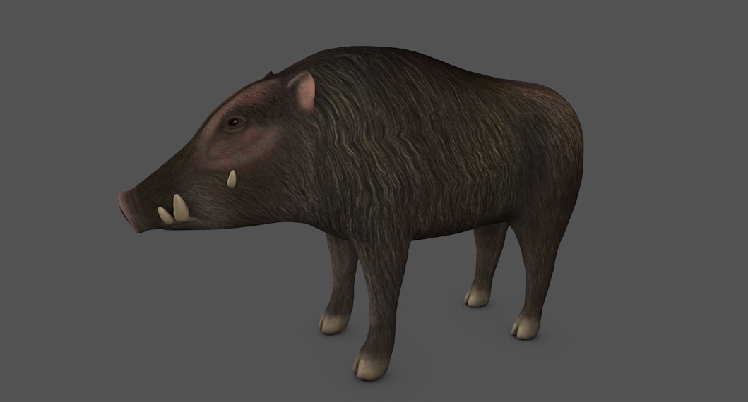 野猪C4D模型 wild boar 3d model