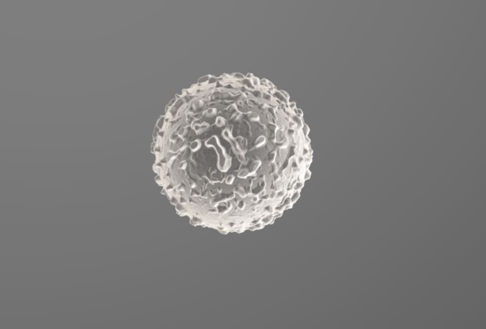 c4d 白细胞模型 - C4D之家 - 111.JPG