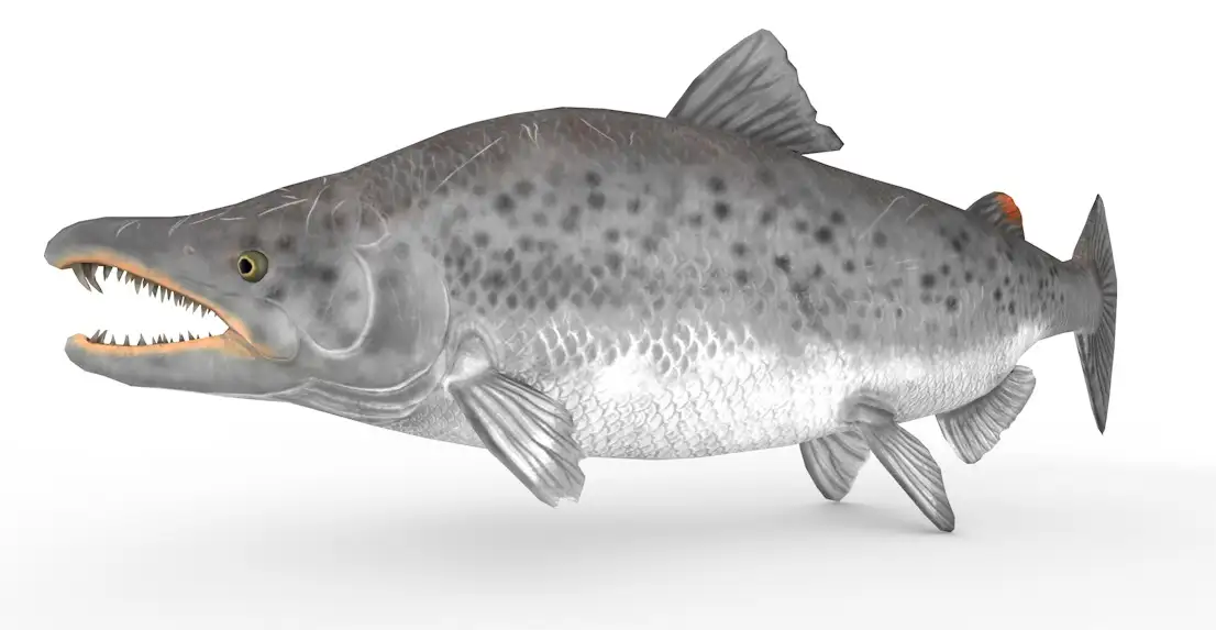 史前生物：钉齿鲑鱼C4D模型（5套/含绑定动画）Salmon 3d model）