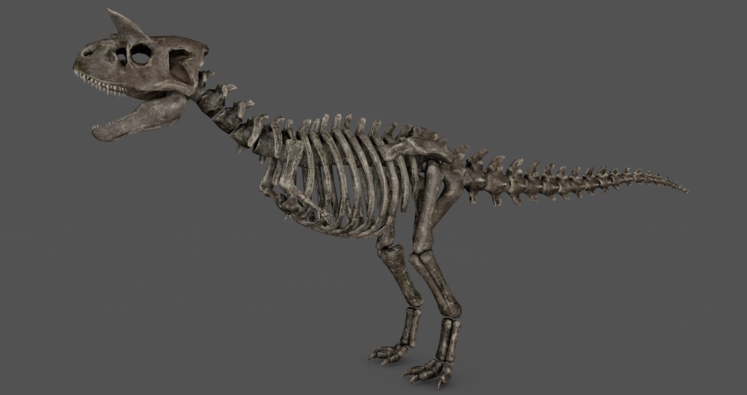 恐龙骨骼 恐龙化石C4D模型 skeletal carno 3d model - C4D之家 - cinema4d_ 2016-11-20 20.36.03.jpg