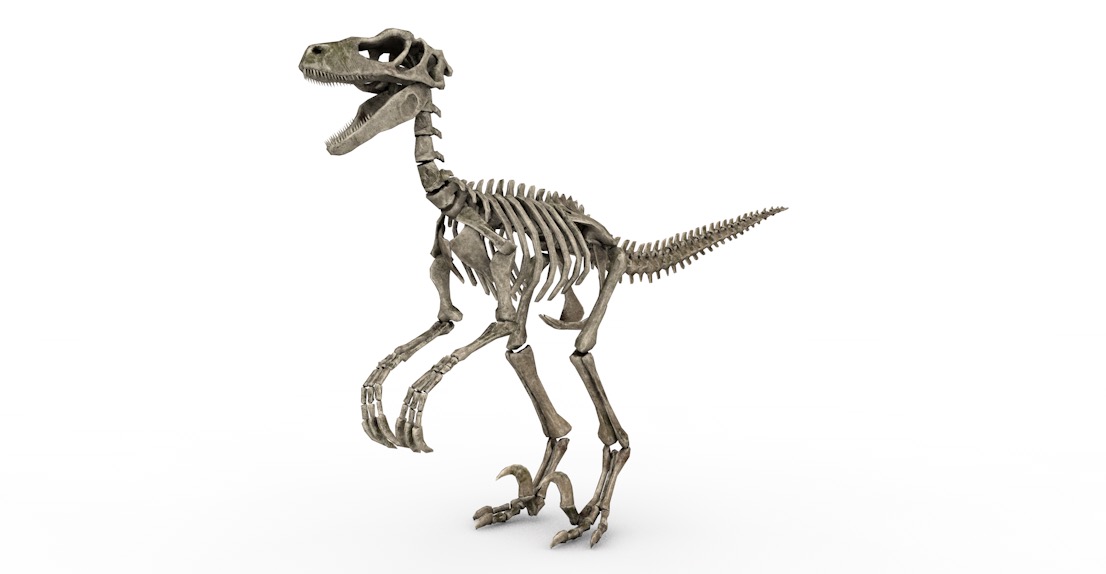 恐龙化石C4D模型 skeletal raptor 3d model