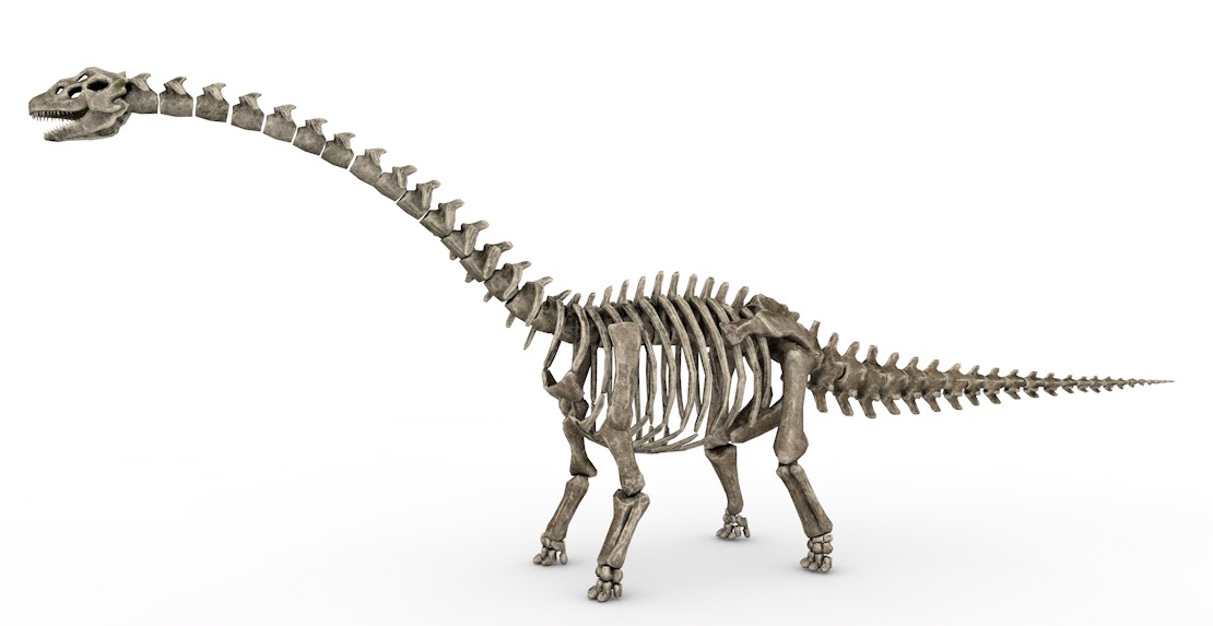 蜥脚类恐龙化石C4D模型 skeletal Sauropod 3d model