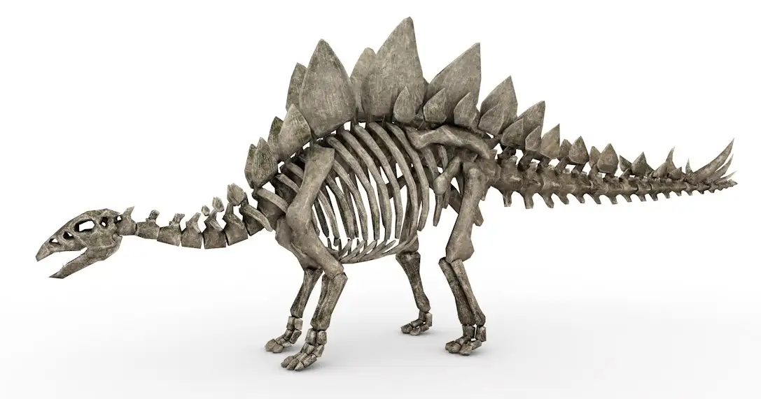 恐龙化石 剑龙化石C4D模型 skeletal stego 3d model