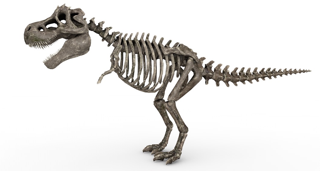 恐龙骨骼 恐龙化石C4D模型 skeletal TRex 3d model