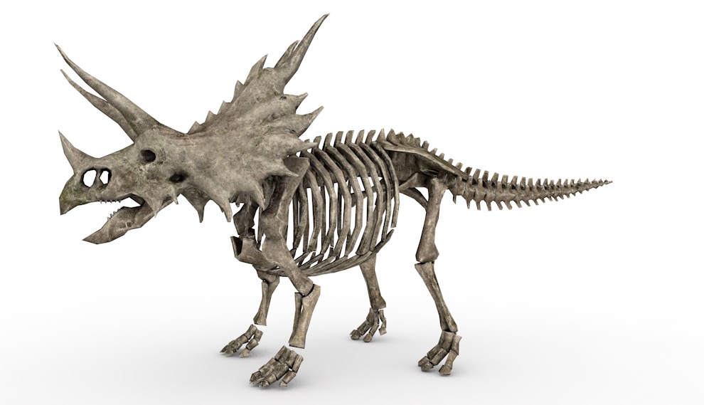 恐龙化石 三角龙化石C4D模型 skeletal trike 3d model