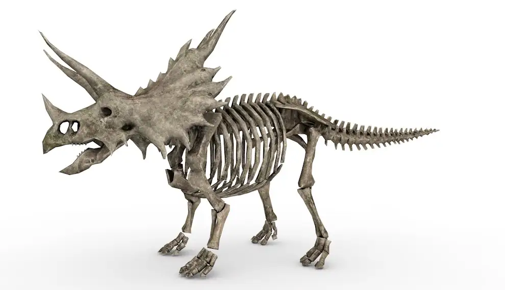 恐龙化石 三角龙化石C4D模型 skeletal trike 3d model