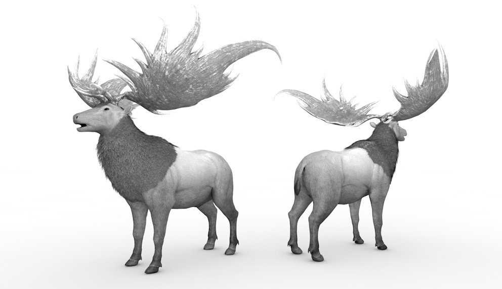 牡鹿 雄鹿C4D模型 Stag 3d model