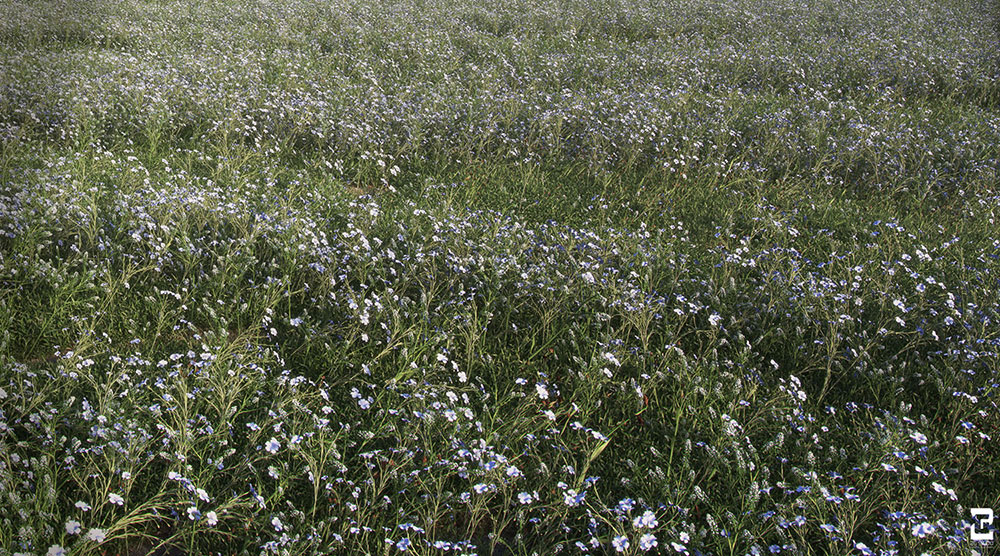 Cinema 4D真实草地预设升级版 VIZPARK Real Grass for Cinema4D