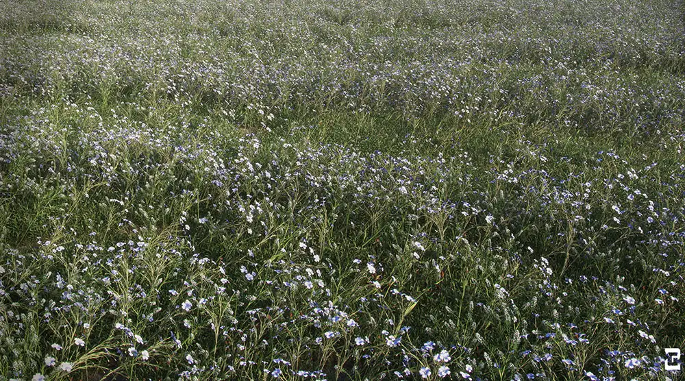 Cinema 4D真实草地预设升级版 VIZPARK Real Grass for Cinema4D