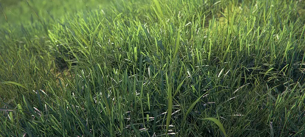 Cinema 4D真实草地预设升级版 VIZPARK Real Grass for Cinema4D - C4D之家 - maxresdefault.jpg