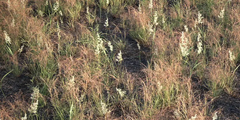 Cinema 4D真实草地预设升级版 VIZPARK Real Grass for Cinema4D - C4D之家 - real-grass.jpg