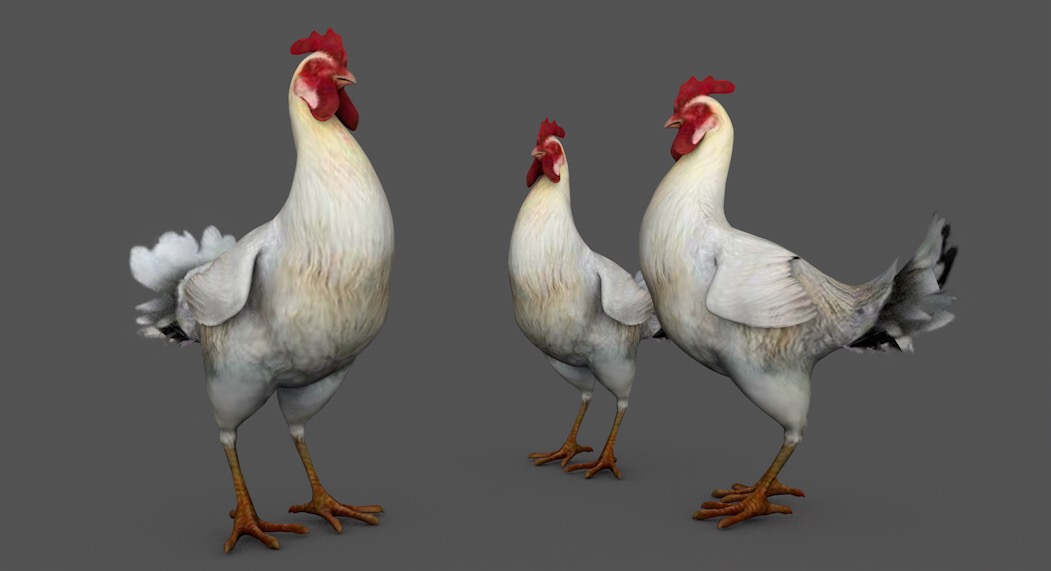 大公鸡C4D动画模型 chicken 3d model
