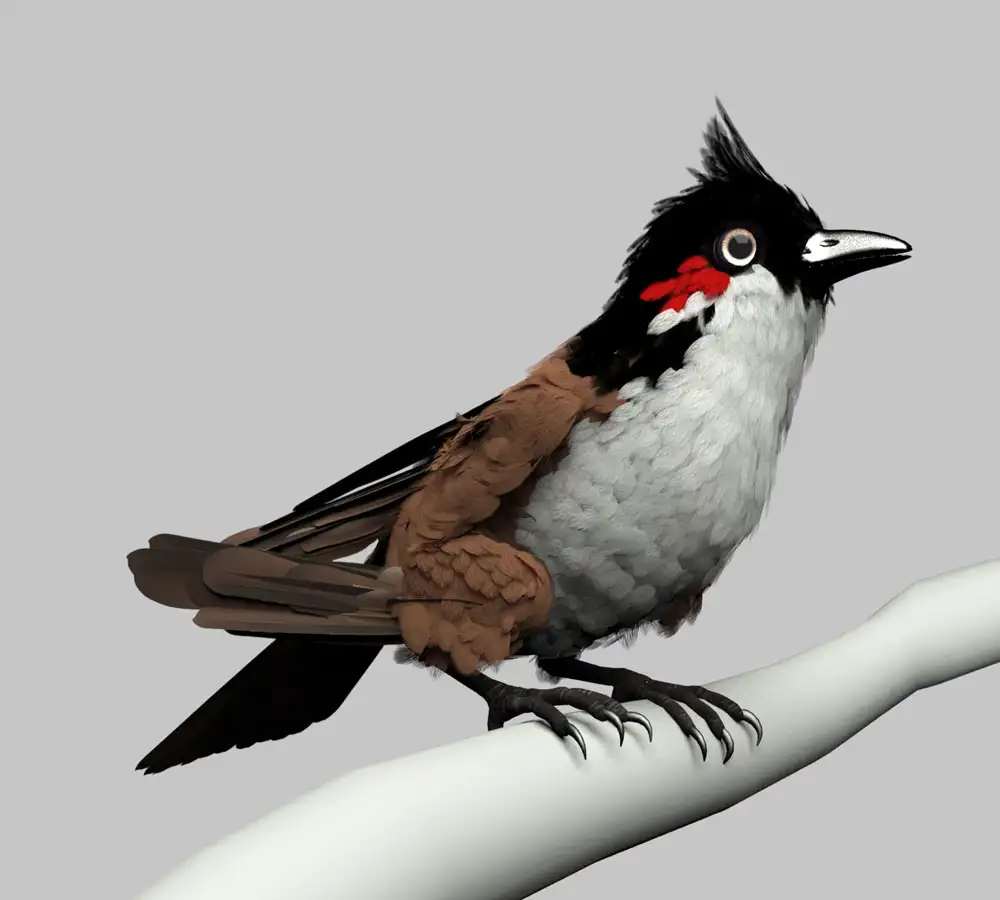 红靛颏 红腮小鸟MAYA模型 Red Whisker Bird Maya Rig