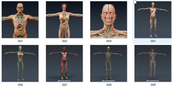 人体模型、肌肉、骨骼、生物器官 - C4D之家 - 1.png