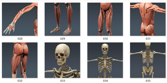 人体模型、肌肉、骨骼、生物器官 - C4D之家 - 3.png