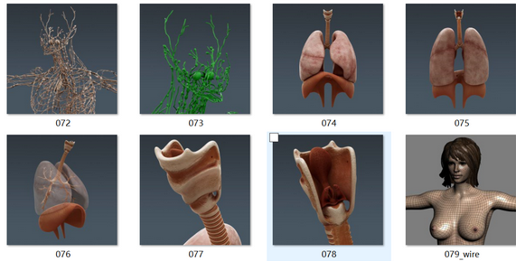 人体模型、肌肉、骨骼、生物器官 - C4D之家 - 6.png