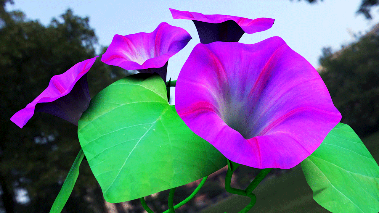 C4D中文教程：牵牛花建模中文视频教程 （含工程文件）