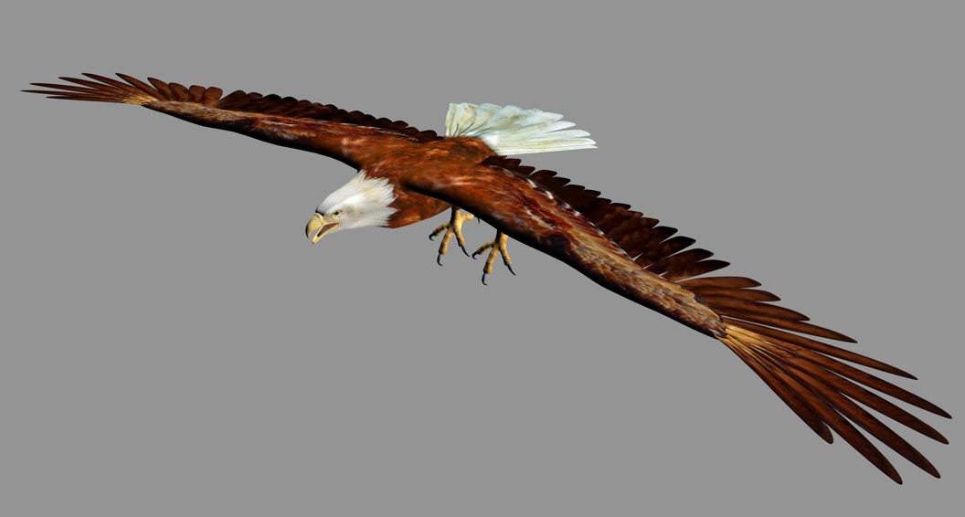 展翅翱翔的雄鹰C4D模型 Eagle 3d model - C4D之家 - cinema4d_ 2016-12-25 22.33.47.jpg