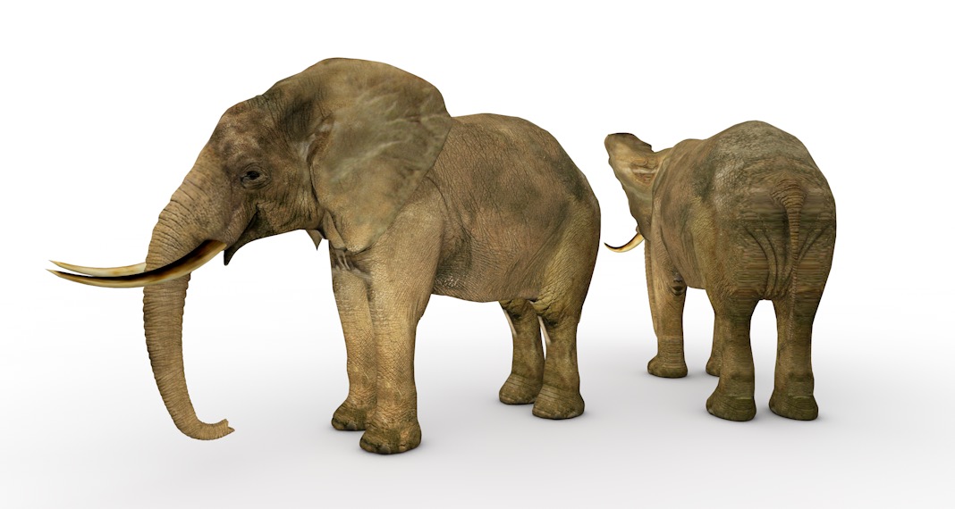 大象C4D模型 Elephant 3d model