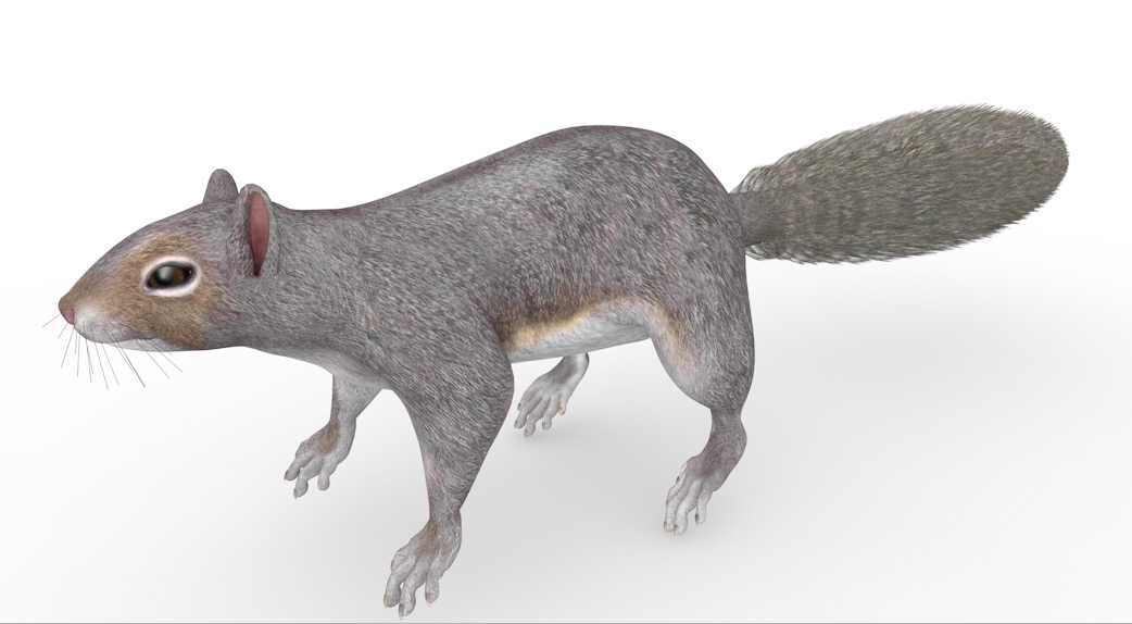 松鼠C4D模型 Squirrel 3d model