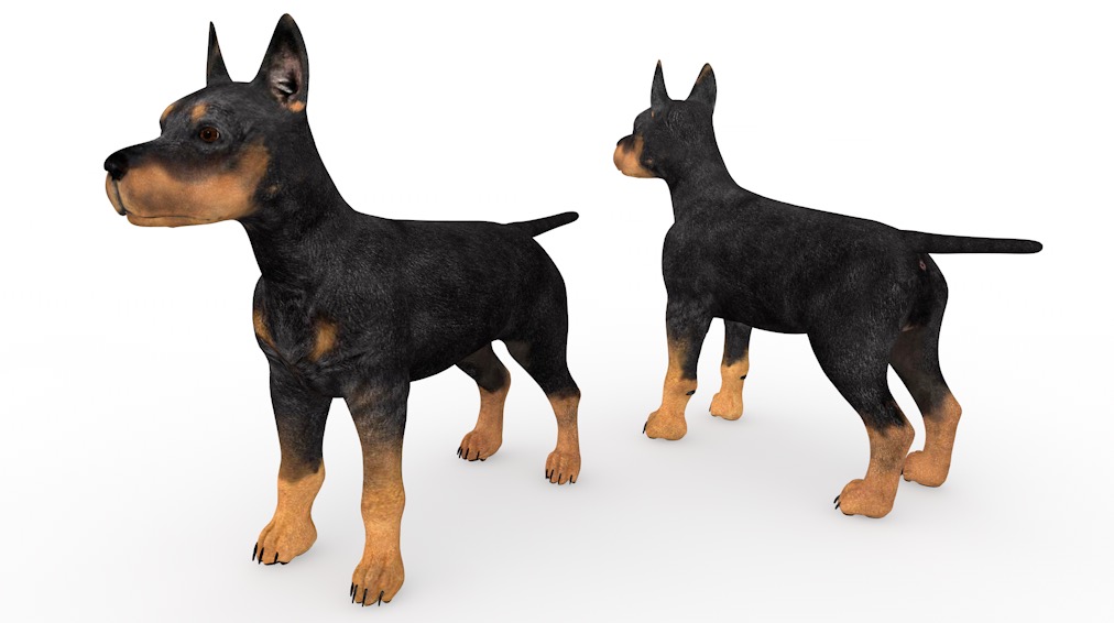 黑色小狗 罗威纳犬C4D模型 Puppy 3d model - C4D之家 - cinema4d_ 2016-12-28 22.15.59.jpg