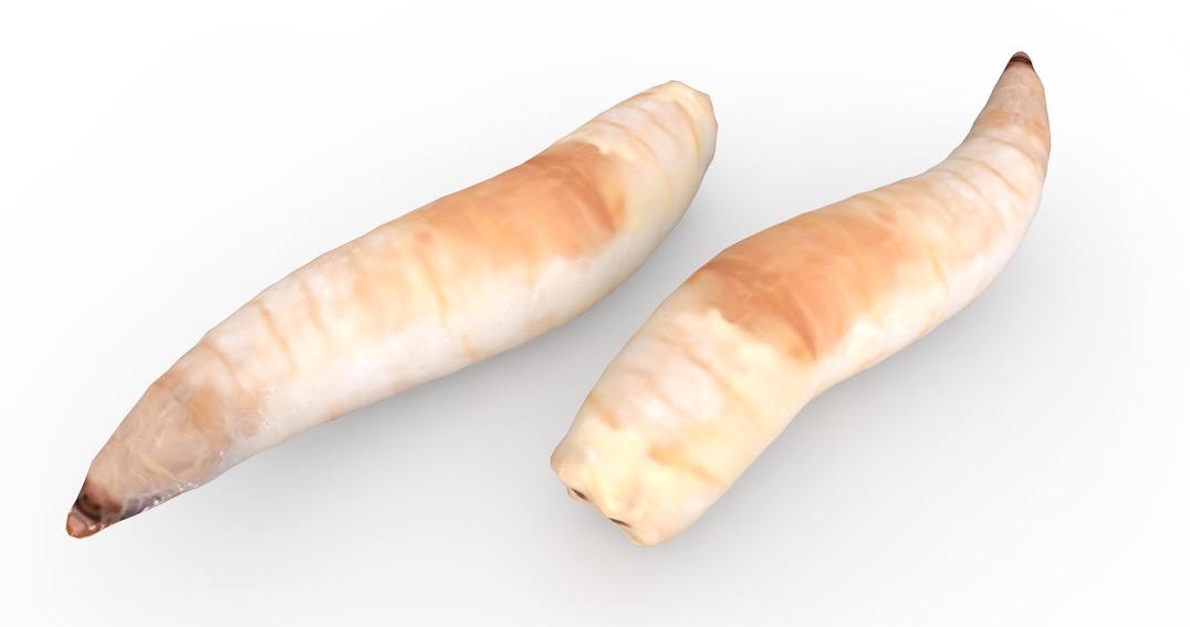 蛆虫C4D模型 maggot 3d model - C4D之家 - cinema4d_ 2016-12-28 22.23.10.jpg