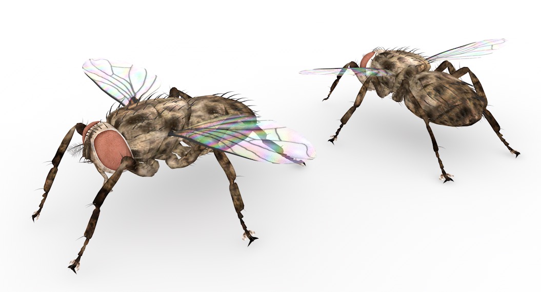 苍蝇C4D模型 Fly 3d model