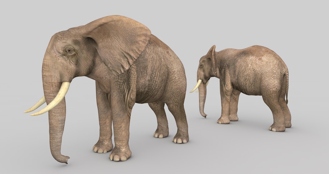 大象C4D模型 Elephant 3d model