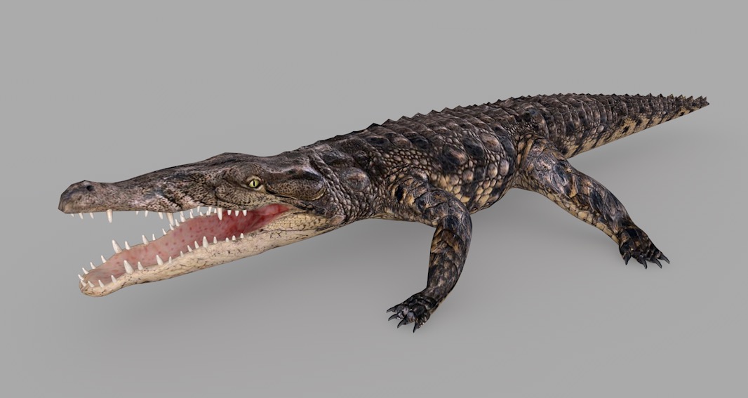 鳄鱼C4D模型 crocodile 3d model - C4D之家 - cinema4d_ 2016-12-29 15.00.08.jpg