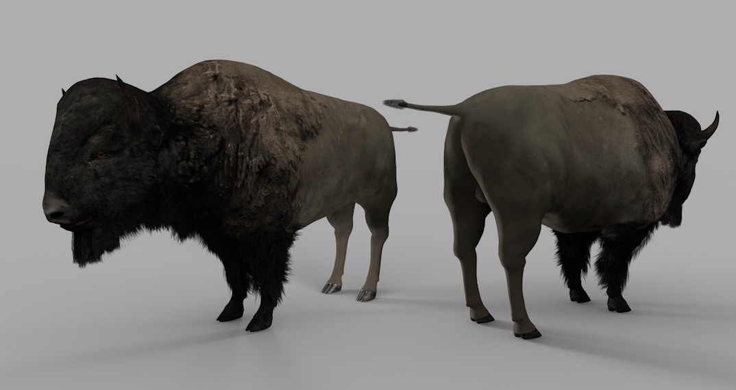 野牛C4D模型 Bison 3d model - C4D之家 - cinema4d_ 2016-12-29 15.20.39.jpg