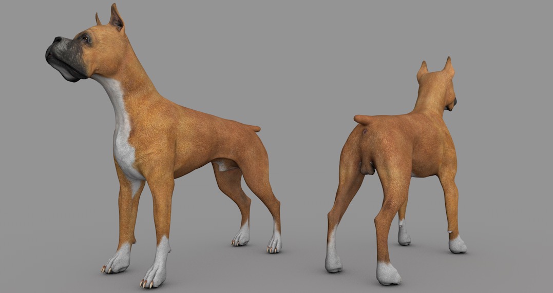 小黄狗 拳师犬C4D模型 dog boxer 3d model - C4D之家 - cinema4d_ 2016-12-31 19.44.37.jpg