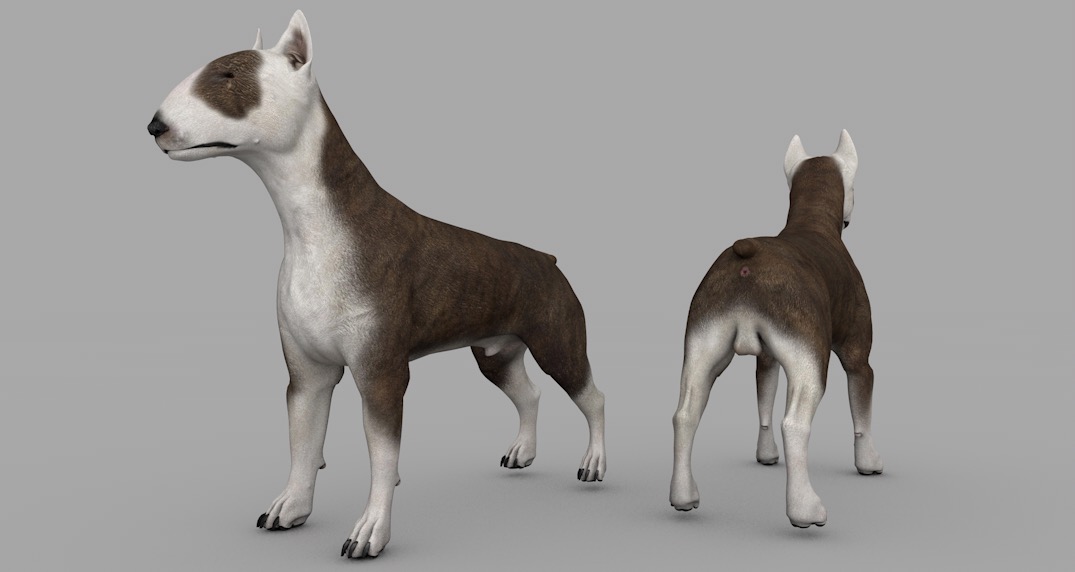 宠物狗 牛头梗C4D模型 dog BullTerrier 3d model - C4D之家 - cinema4d_ 2016-12-31 19.50.57.jpg