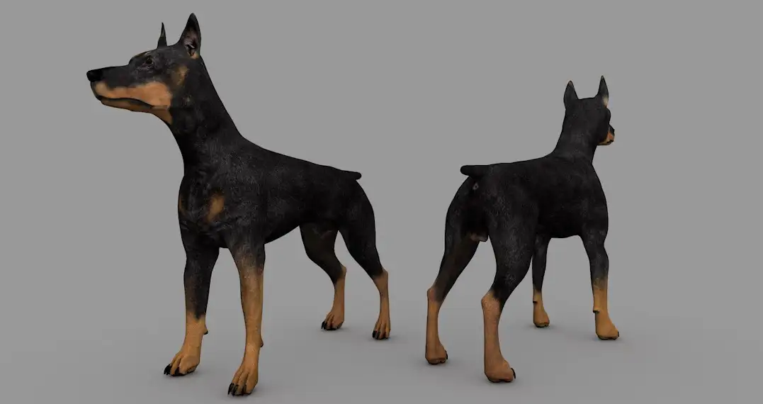 黑色小狗 宠物狗 黑色杜宾犬C4D模型 Doberman Black 3d model - C4D之家 - cinema4d_ 2016-12-31 20.14.13.jpg