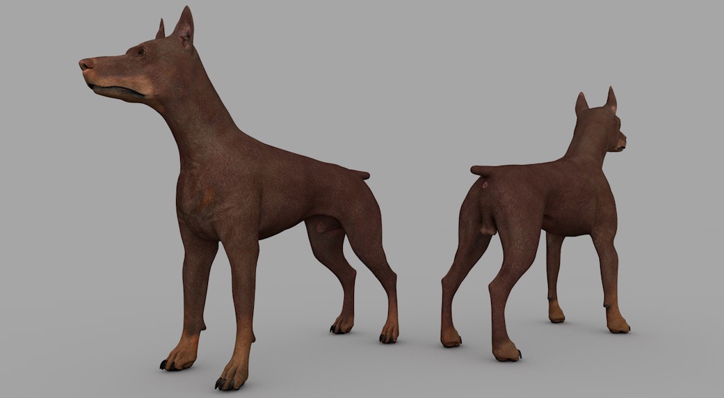 棕色宠物狗 棕色杜宾犬C4D模型 dog Doberman Brown 3d model - C4D之家 - cinema4d_ 2016-12-31 20.30.34.jpg