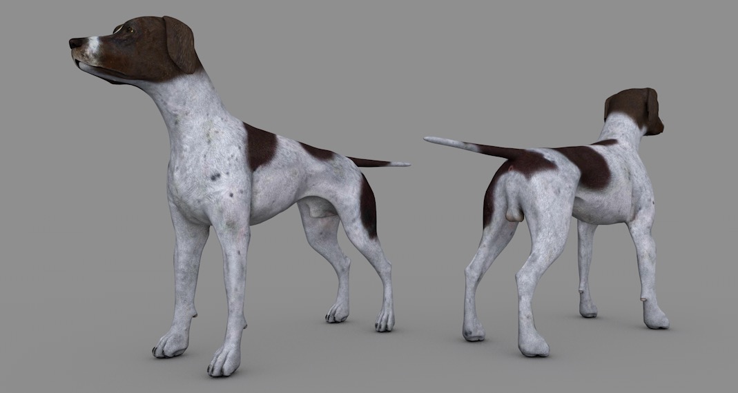 德国短毛指示犬C4D模型 dog German Shorthair 3d model
