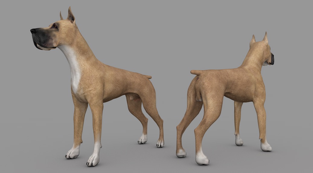 德国大丹犬C4D模型 dog Great Dane 3d model