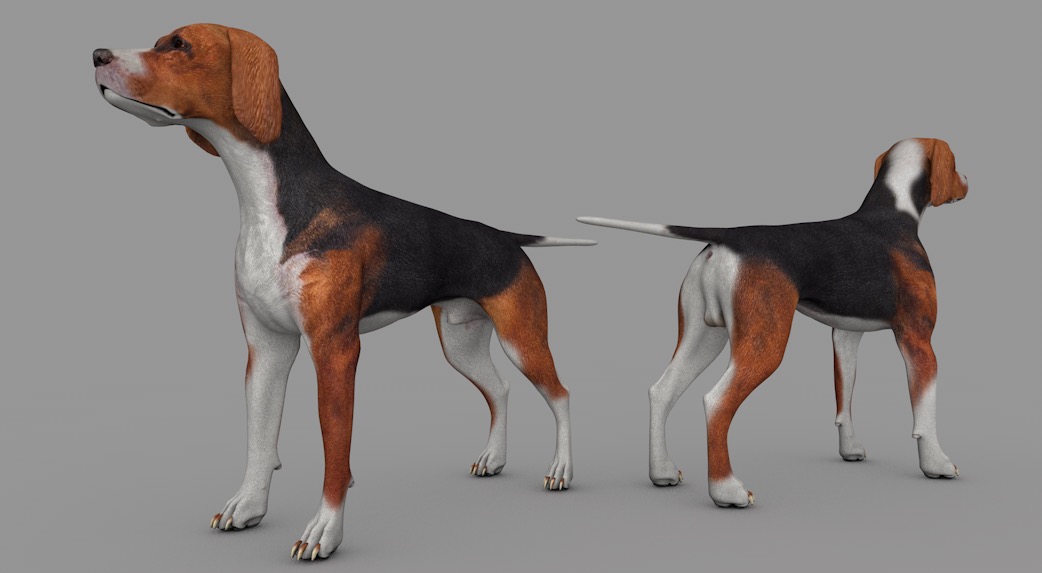 黑褐色猎犬C4D模型 dog Hound Black Tan 3d model - C4D之家 - cinema4d_ 2017-01-02 18.39.38.jpg
