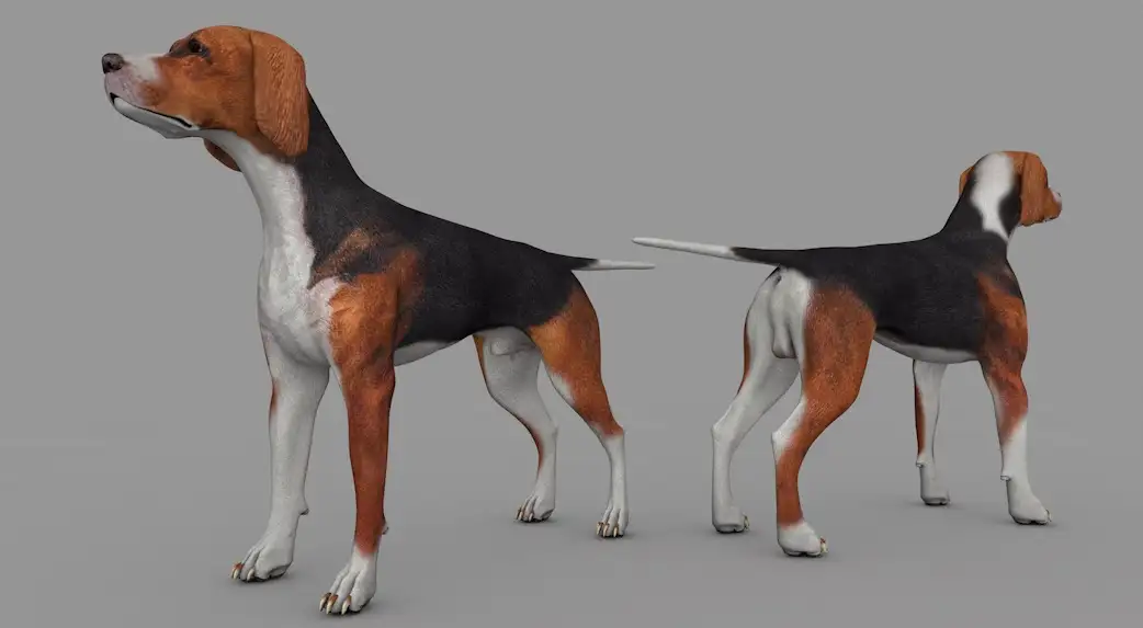 黑褐色猎犬C4D模型 dog Hound Black Tan 3d model - C4D之家 - cinema4d_ 2017-01-02 18.39.38.jpg