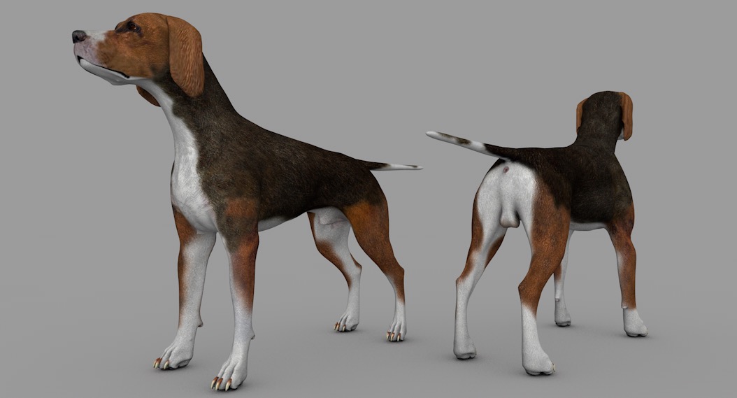 棕色小狗C4D模型 dog Hound Brown Tan 3d model - C4D之家 - cinema4d_ 2017-01-02 18.45.12.jpg