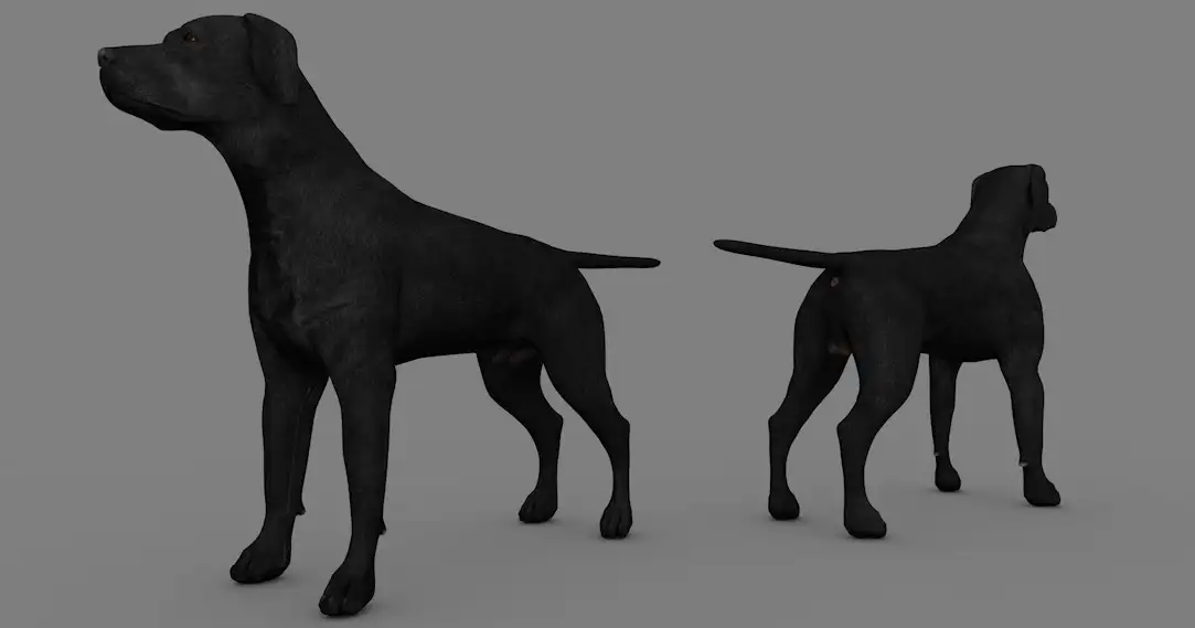 宠物狗 黑色小狗 黑色拉布拉多犬C4D模型 dog Labrador Black 3d model - C4D之家 - cinema4d_ 2017-01-02 18.51.47.jpg