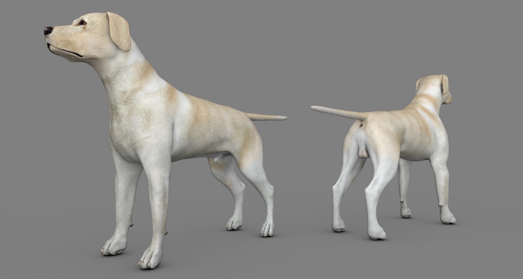 导盲犬 搜救犬 黄色拉布拉多宠物狗C4D模型 dog Labrador Yellow 3d model