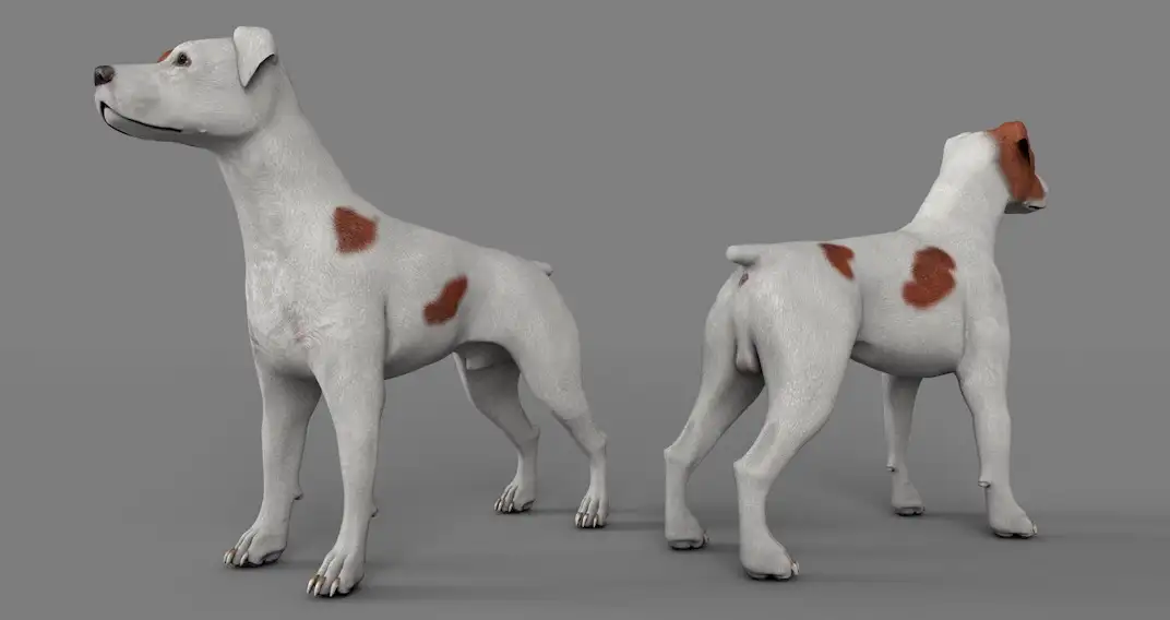 宠物狗 杰克罗素梗C4D模型 dog Parsons 3d model