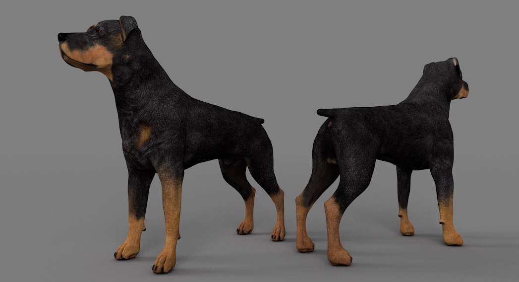 宠物狗 罗特韦尔犬C4D模型 dog Rottweiler 3d model - C4D之家 - cinema4d_ 2017-01-03 17.16.13.jpg