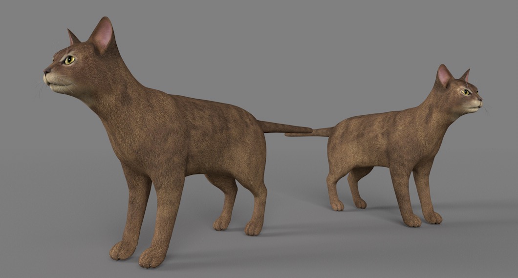 棕色猫 阿比西尼亚猫C4D模型 Abyssinian 3d model - C4D之家 - cinema4d_ 2017-01-04 22.16.22.jpg